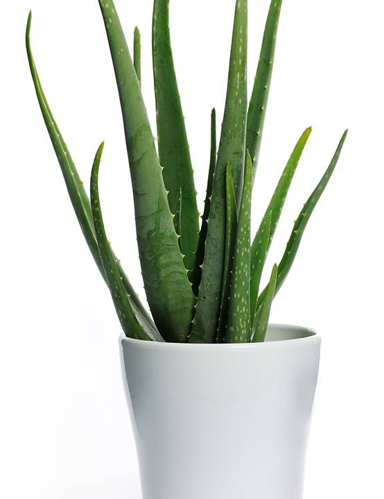 planta aloe vera