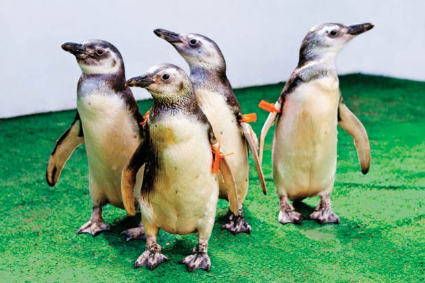 pinguim-01.jpg