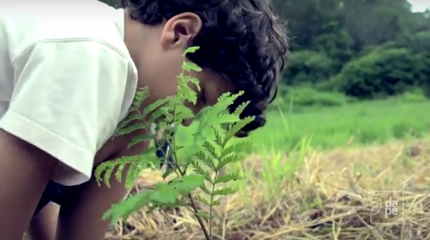 Projeto Dá Pé: ajude a plantar 20 000 mudas de árvore na Floresta da Tijuca e no Vale do Paraíba do Sul