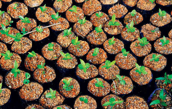 Livro alerta para o desmatamento da Mata Atlântica