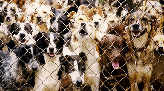 Prefeitura será responsável por alimentar animais abrigados na Suipa