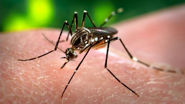 Campanha estadual convoca população a combater Aedes aegypti
