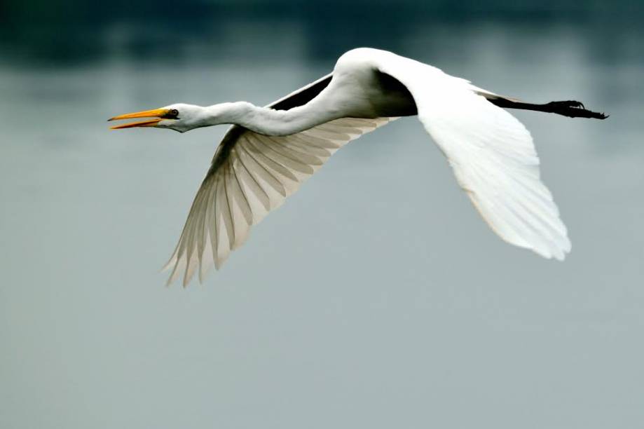 Garça branca grande: Ardea alba