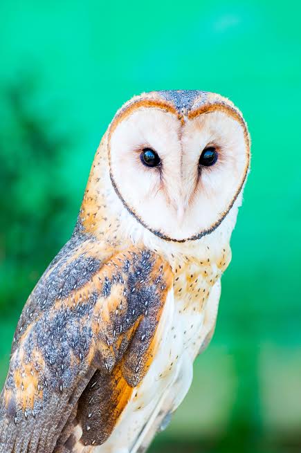 Coruja-da-torre: Tyto alba Coruja-da-torre: Tyto alba