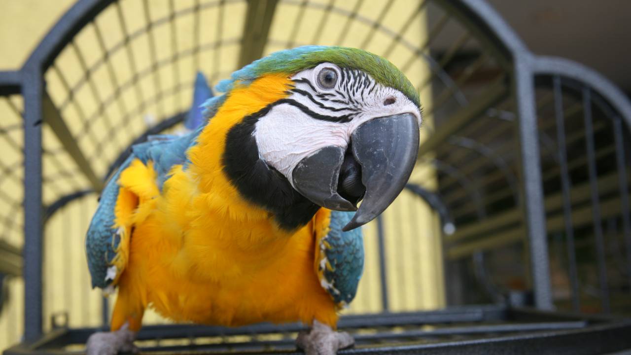 Pássaro Gaiola