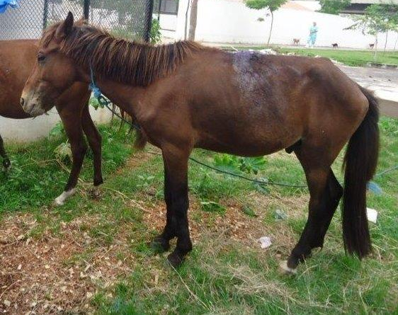 Presidente da Suipa paga R$ 500 por resgate de dois cavalos furtados