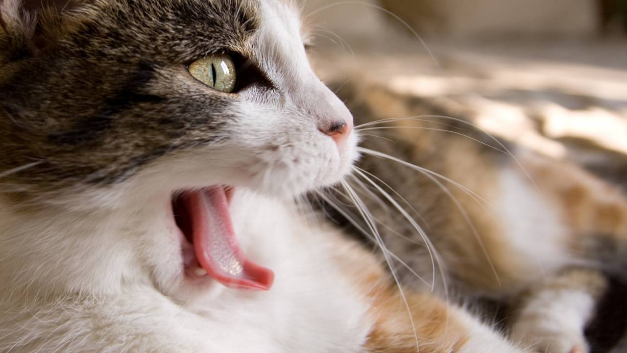 gato