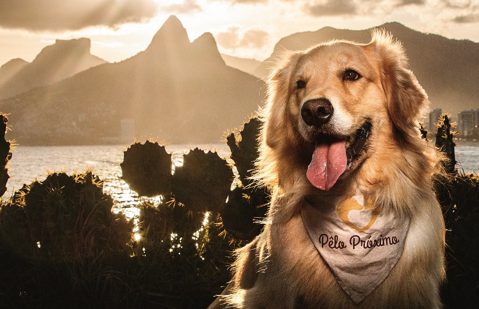 Cachorros fotografados em pontos turísticos do Rio estampam calendário