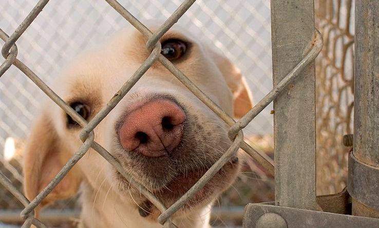 Operação Scooby-Doo do Procon-RJ autua vinte pet shops na cidade