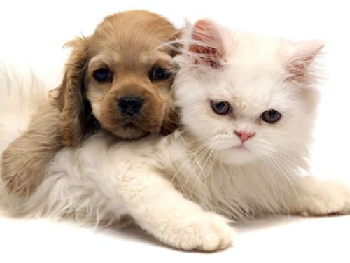 Projeto de lei prevê a criação de cemitério para animais domésticos no Rio