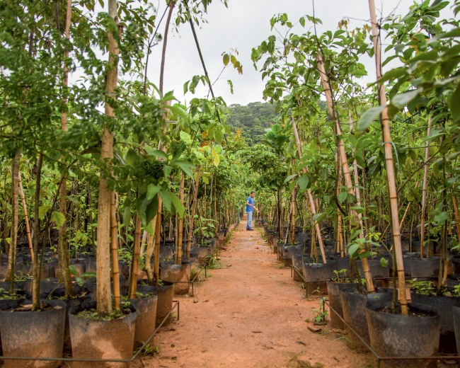 Projeto promove replantio do leito do Rio Guandu