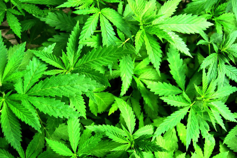 Justiça concede habeas corpus a casal que cultiva maconha