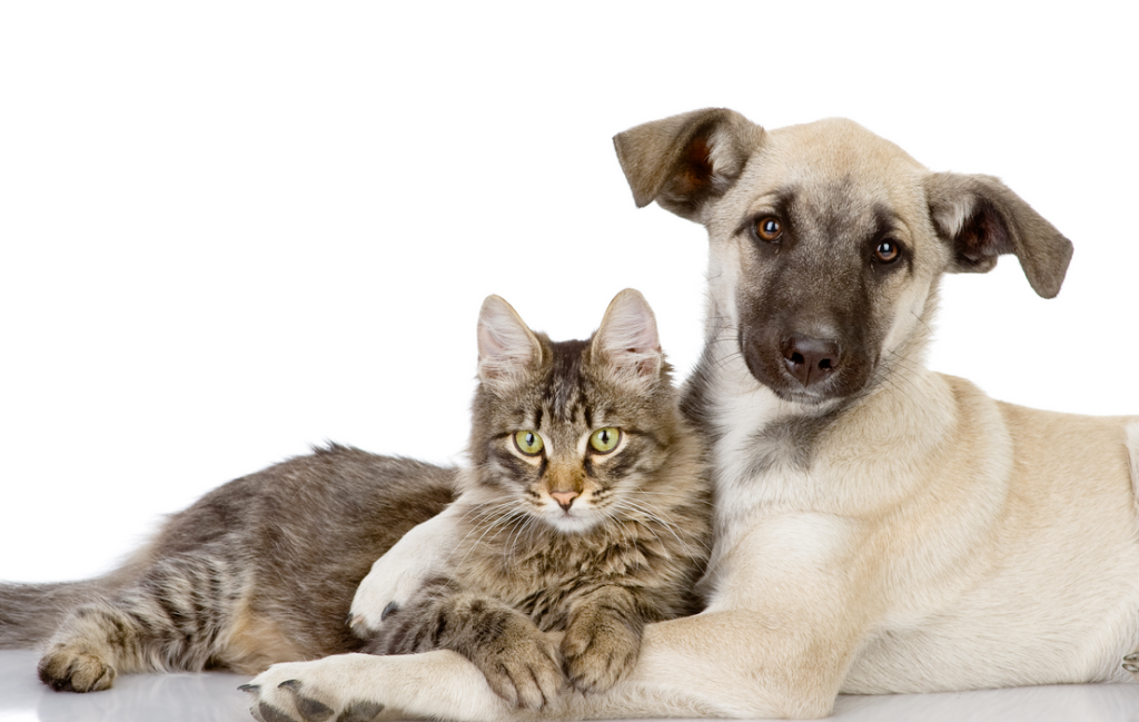 Penha recebe maratona de adoção e vacinação de animais