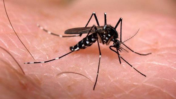 Fiocruz vai receber R$ 10 milhões para estudos contra o Aedes aegypti