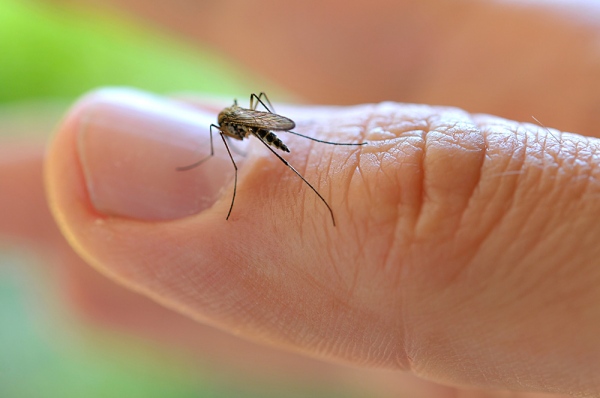 Pernilongo Culex