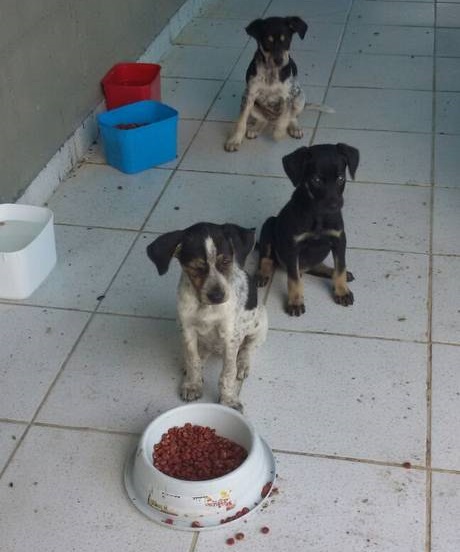 Três filhotes furtados da Suipa são devolvidos