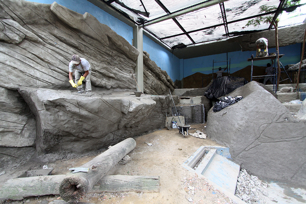 Deu zebra no zoológico do Rio