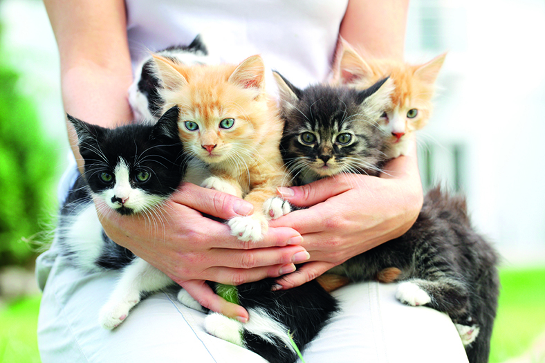 Pesquisa revela aumento de 23% de gatos adotados no Rio durante a pandemia