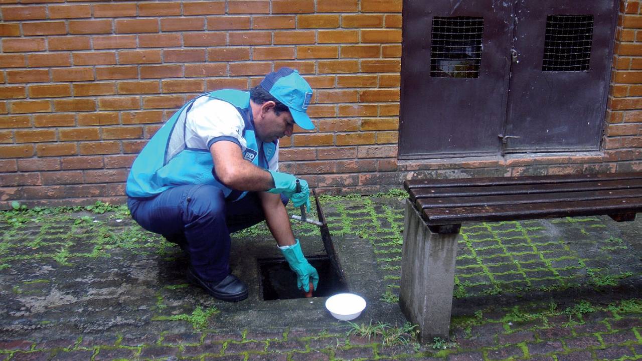 Aedes