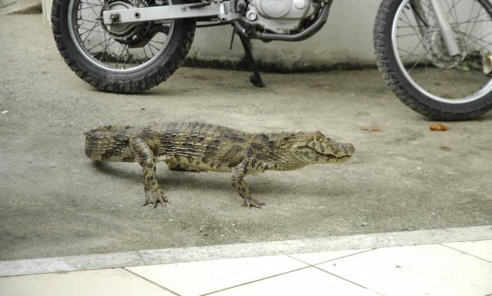 Fiocruz lança aplicativo para controlar a saúde de animais silvestres