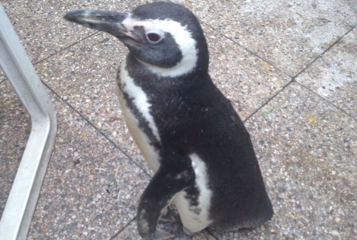 Boa notícia? Número de pinguins na costa do Rio quadruplica em um ano