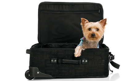 Hotéis bons para cachorro