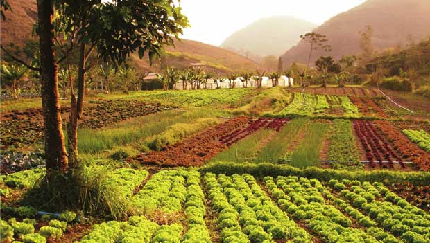 Quanto custa ser orgânico
