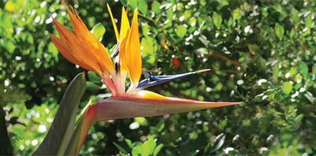 Ela tamb&eacute;m floresce no frio: Estrel&iacute;tzia (Strelitzia reginae)<br>