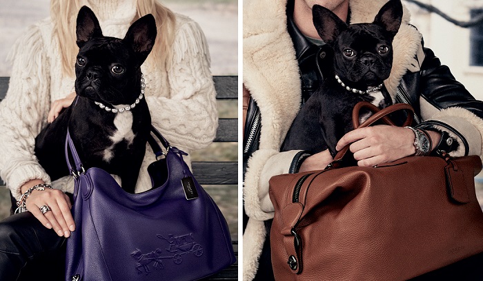 buldogue-frances-lady-gaga-coach