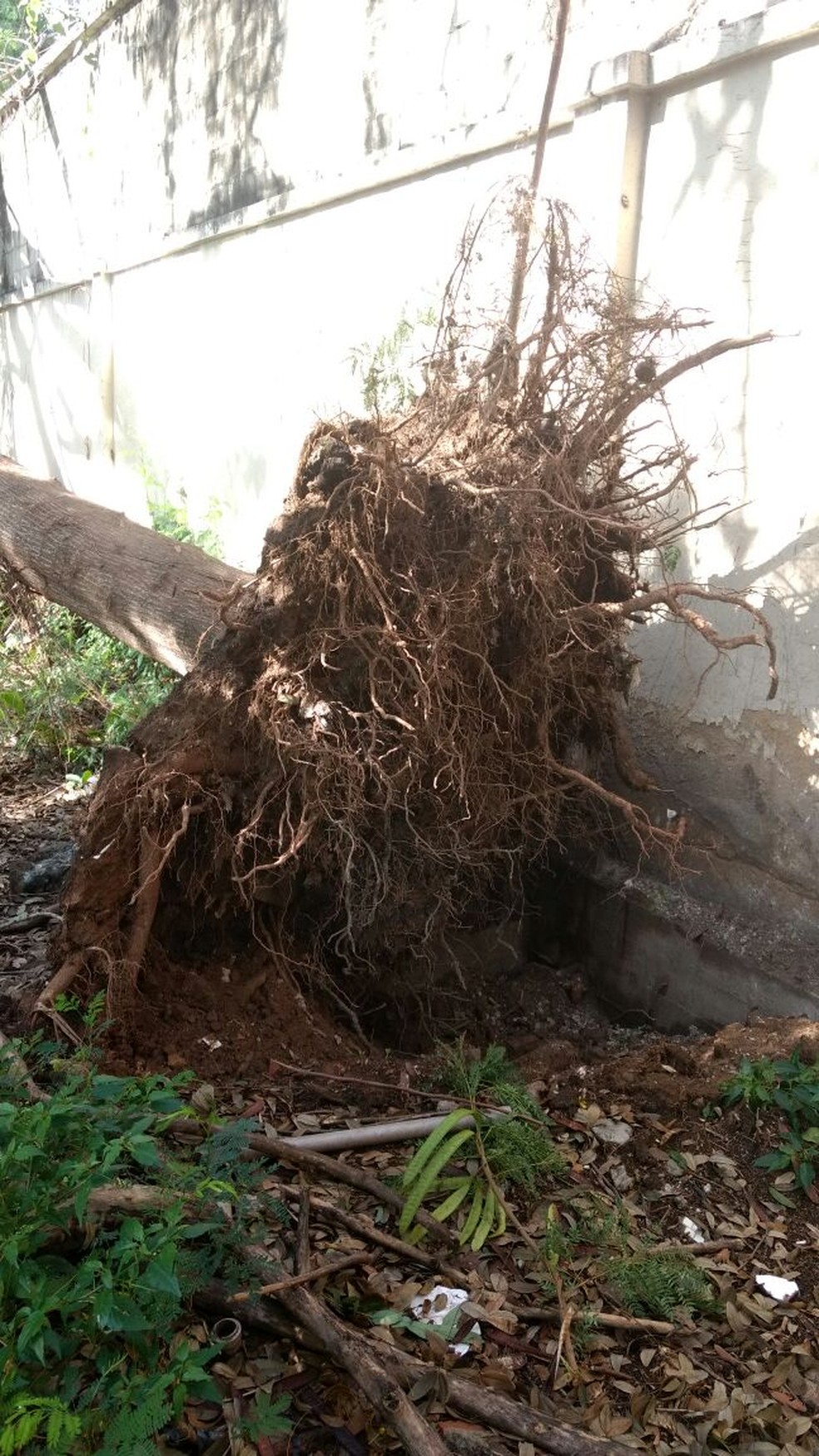 Muros e canis da Suipa são destruídos por causa da chuva