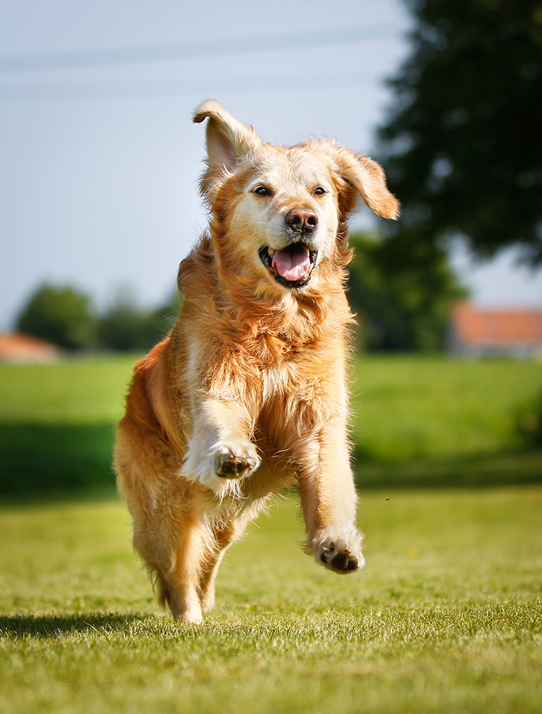 Golden retriever dog Golden retriever dog