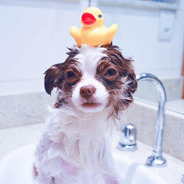 Meu Pet na Vejinha: Steve