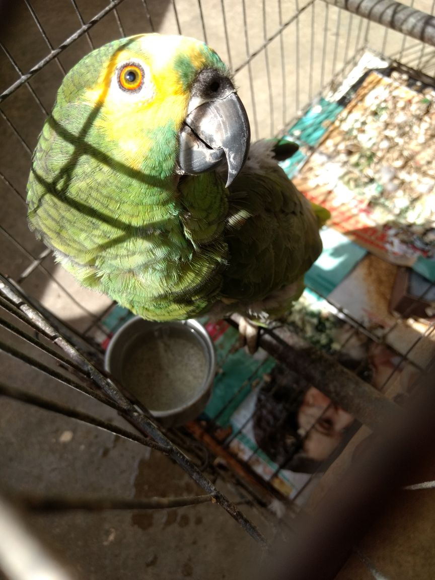 papagaio