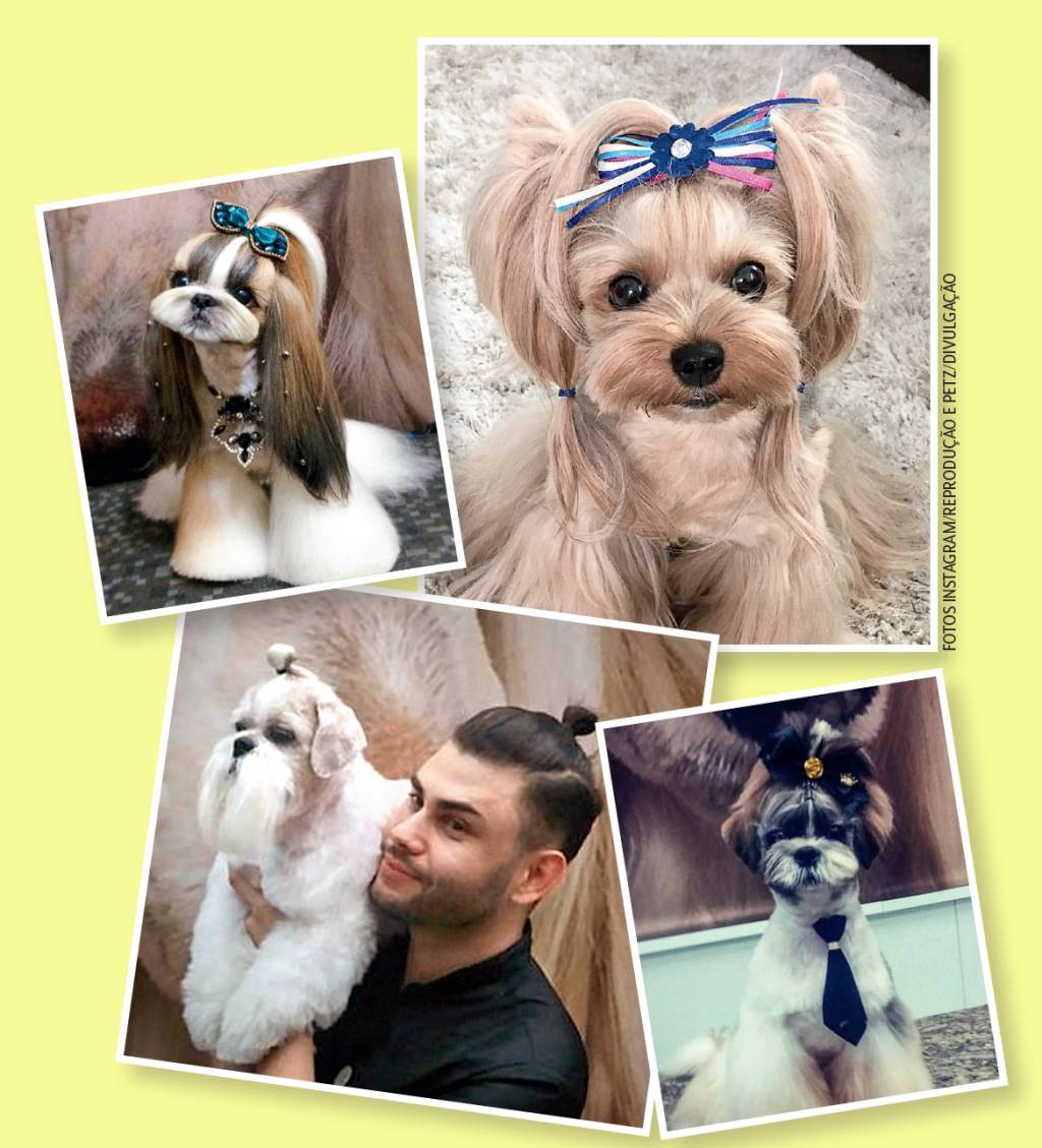 Tosa no estilo samurai chega à cabeça dos cachorros cariocas