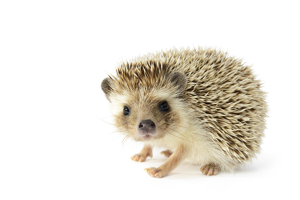 Ouriço hedgehog é o novo pet queridinho do carioca