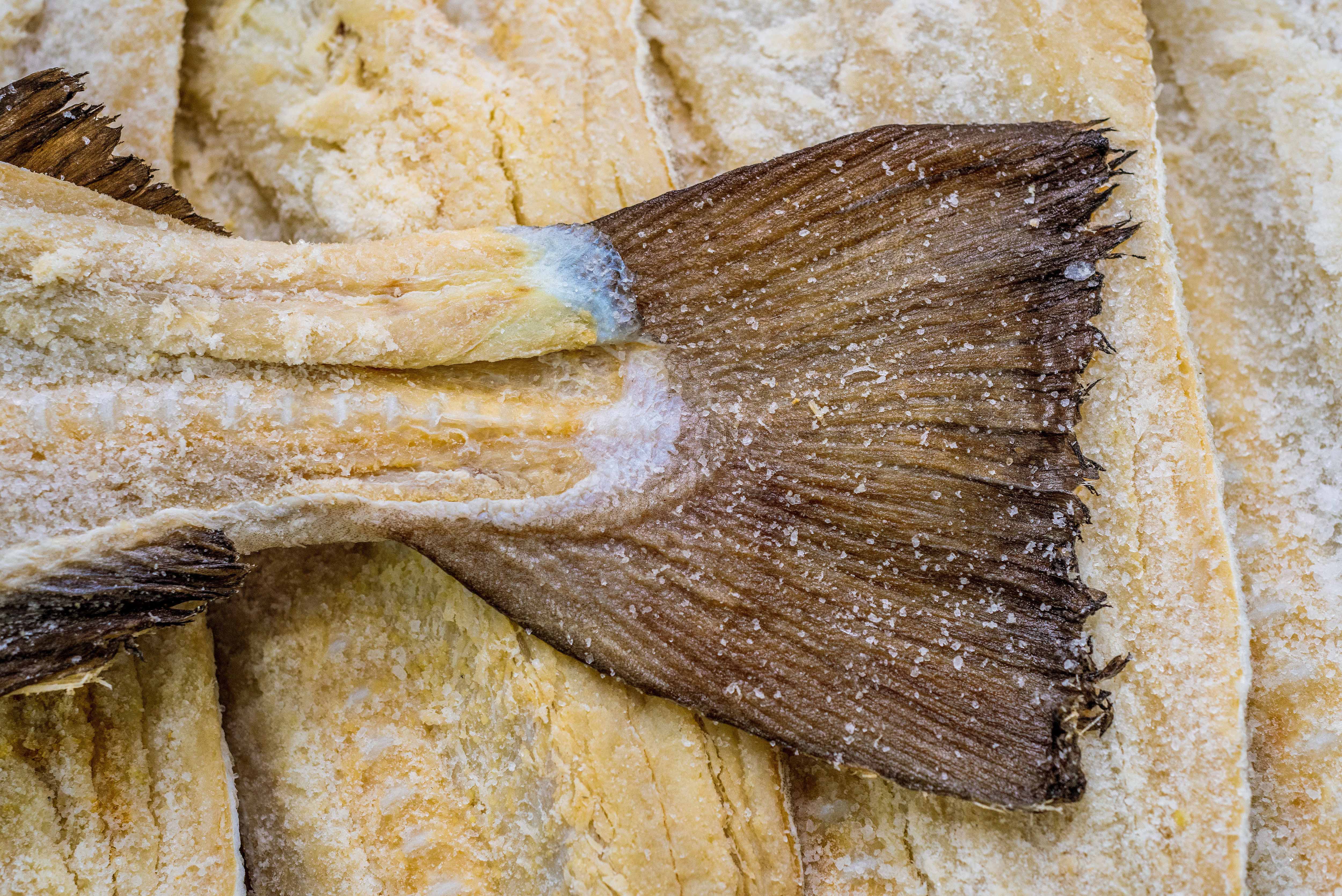 DSC_5712 &ndash; FILICO