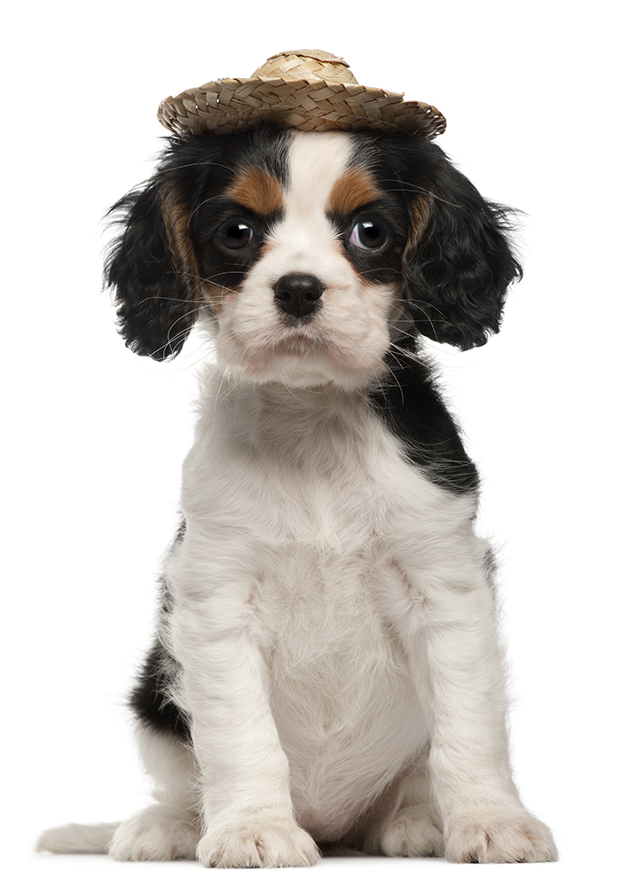 cão // cachorro