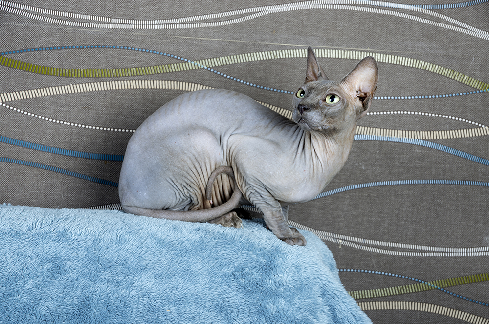 Blue Canadian Sphynx cat