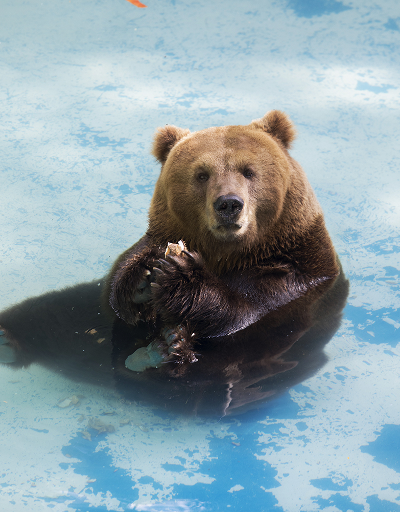 RioZoo e AquaRio recebem deficientes gratuitamente nesta terça