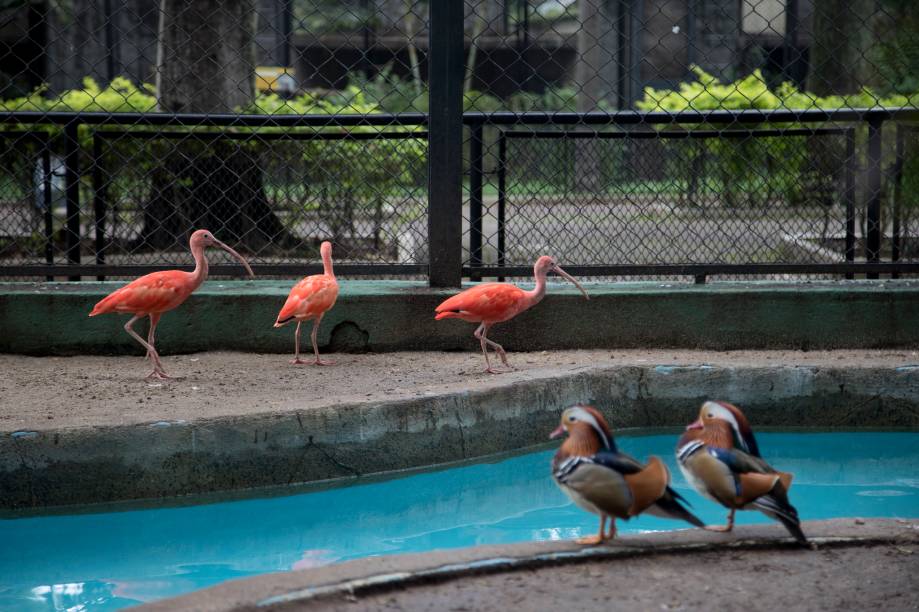 Com uma dieta de peixes e camarões, os guarás recuperaram a cor da plumagem