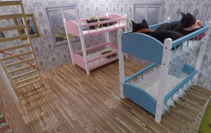 Estilo Kardashian: casa de gatinhos fica 24h no ar