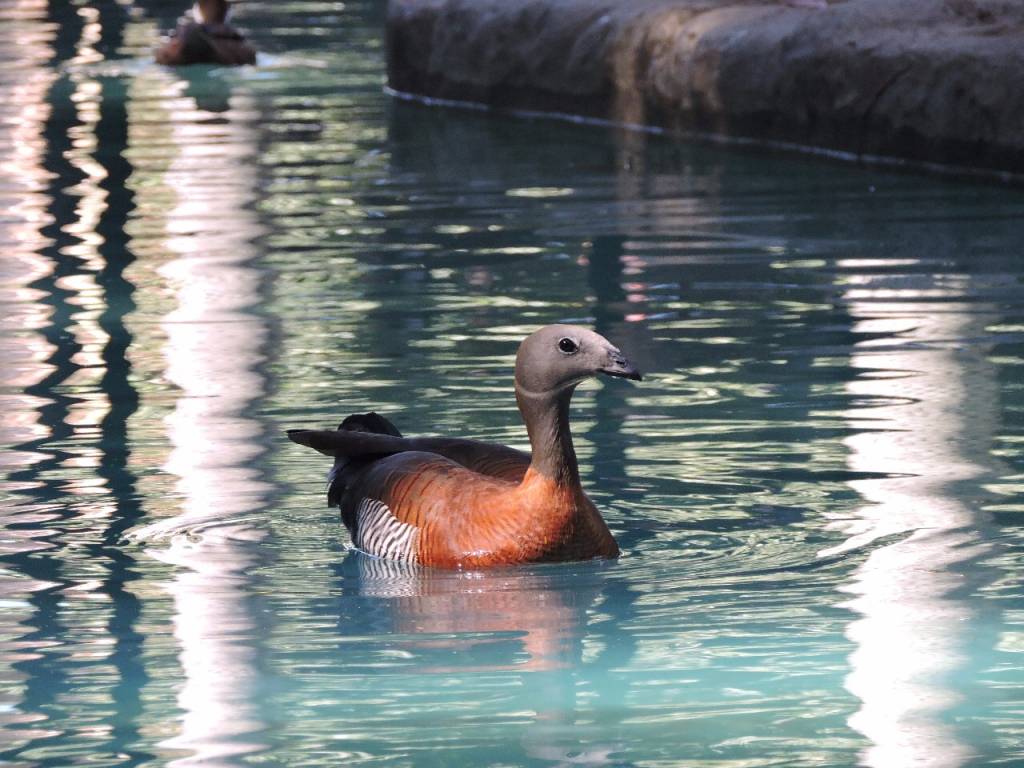 RioZoo abrirá às segundas durante as férias de julho