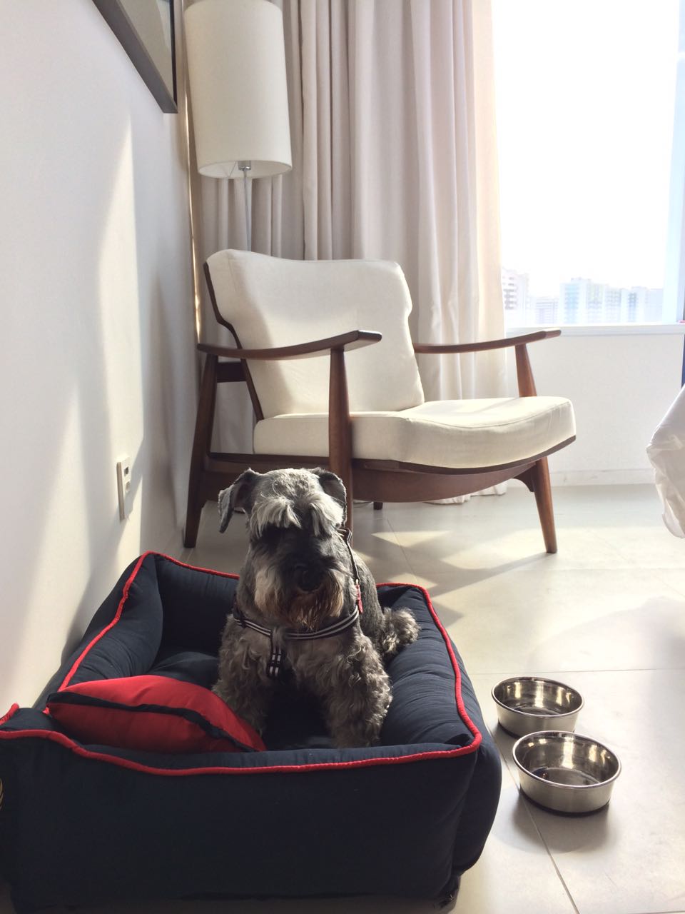 Hotéis do Rio passam a receber (e mimar) os pets dos hóspedes