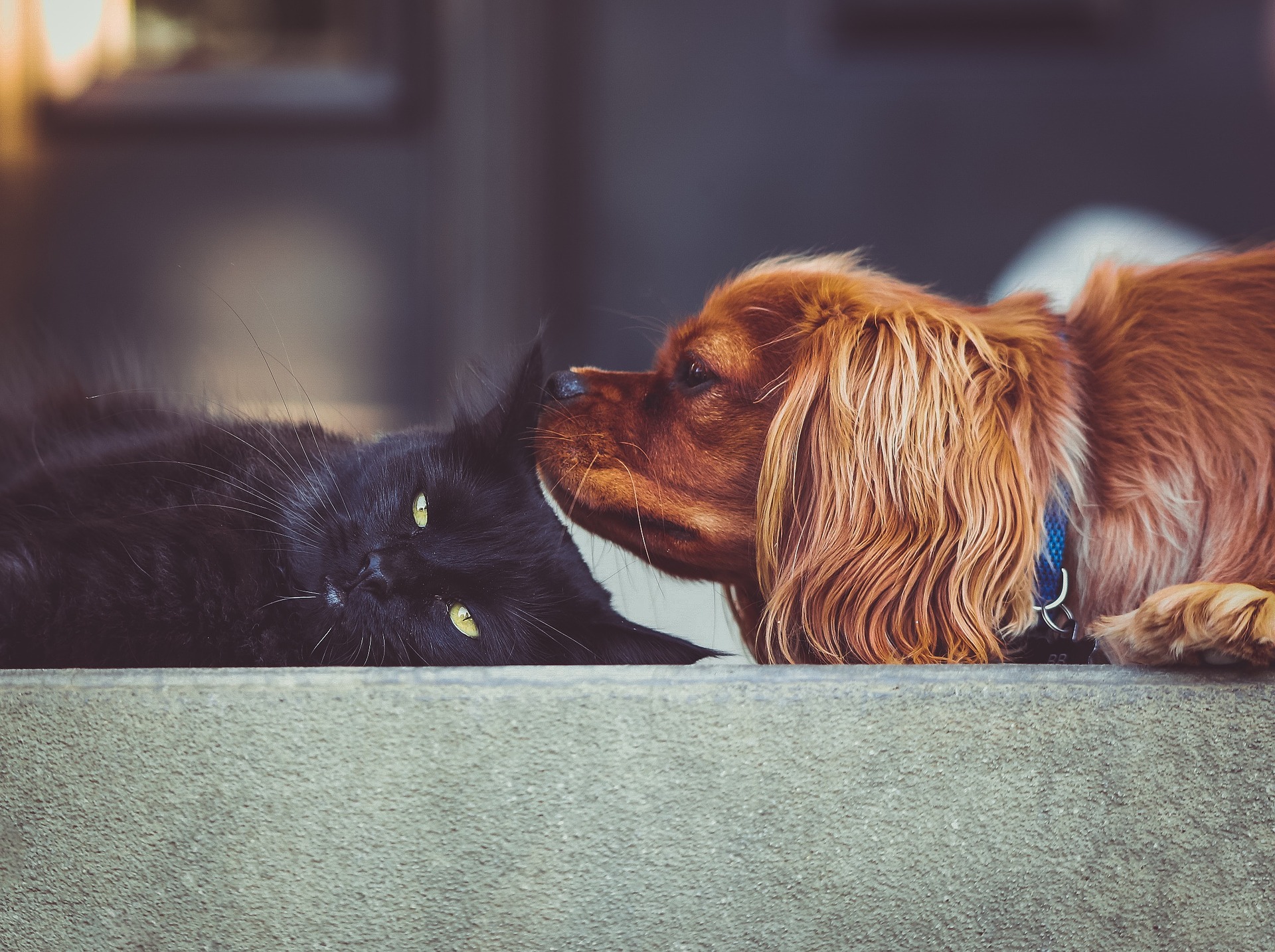 Por que condomínios não podem proibir animais de pequeno porte