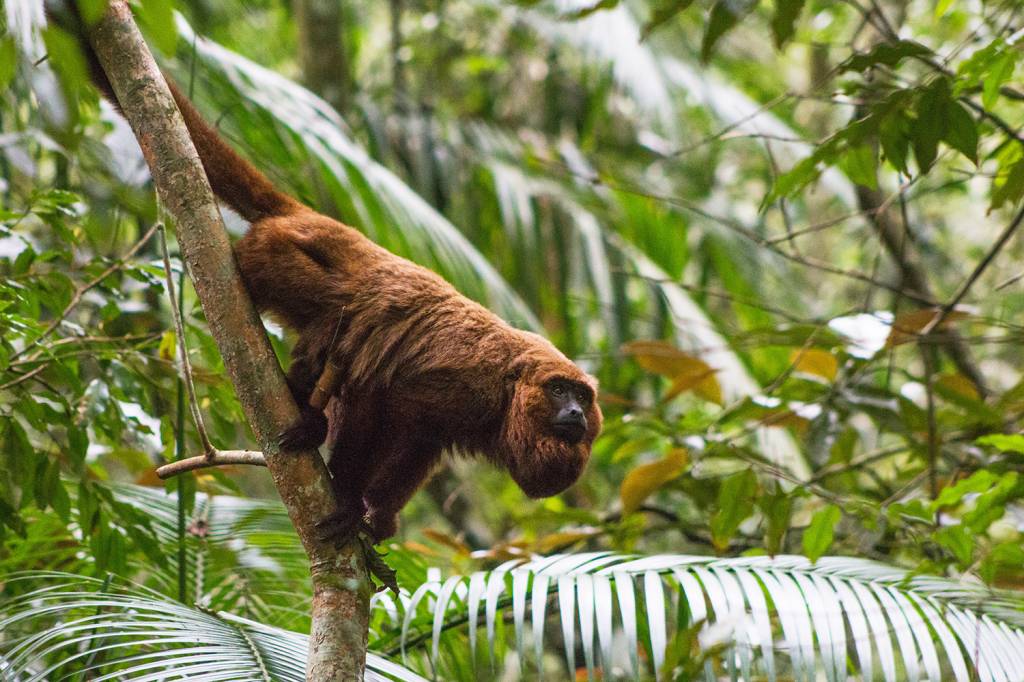 Projeto ambiental reintroduz espécies extintas no habitat natural