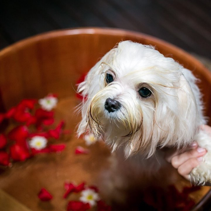 Spa canino oferece hidratação, pintura e relaxamento para os pets