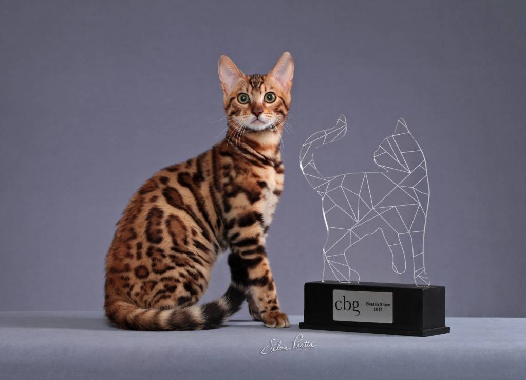 Gata avaliada em 10 000 reais leva vida de miss em gatil