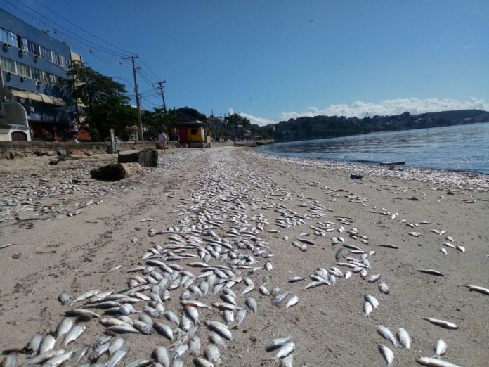 Comlurb coleta 6,4 toneladas de peixes mortos