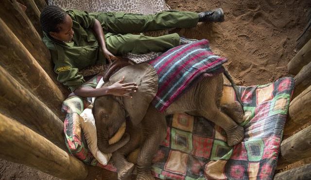 RioZoo leva visitantes para a África com atração em realidade virtual