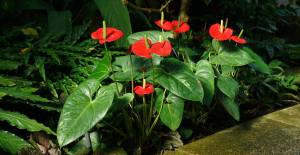 anthurium-2834178_1280